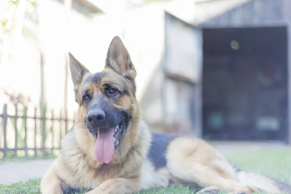 Cão pastor alemão — Fotografia de Stock