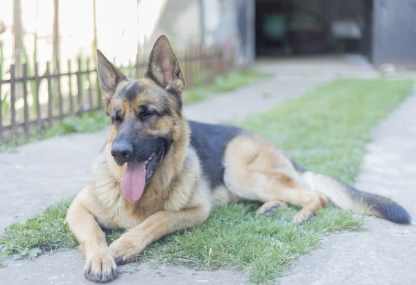 Cão pastor alemão — Fotografia de Stock