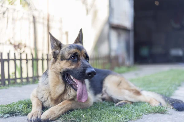 Pastor alemán perro Imágenes De Stock Sin Royalties Gratis