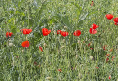 Poppies under