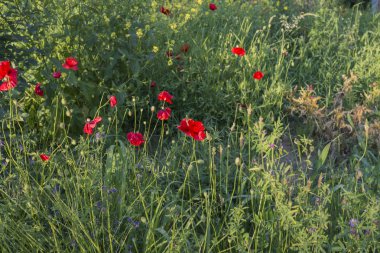 Poppies under