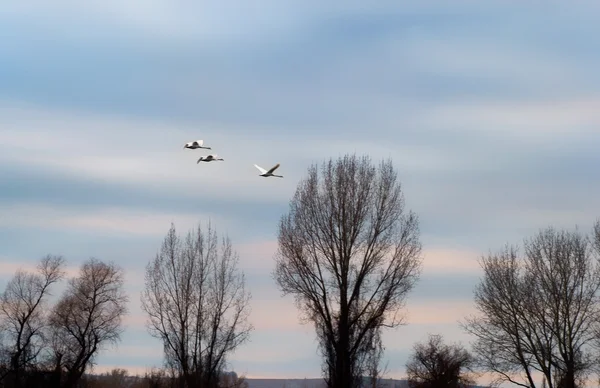 Gölde kuğu — Stok fotoğraf