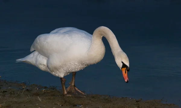 Svan på sjön — Stockfoto