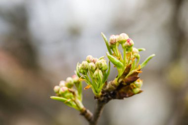 Genç armut tomurcukları, baharda çiçek açmadan önce.