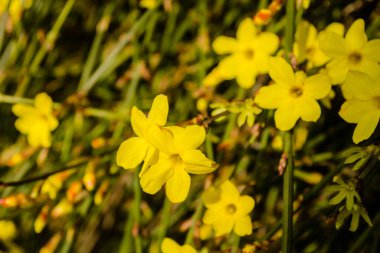 Minik sarı çiçek, Jasminum nudiflorum, kış yasemini. 