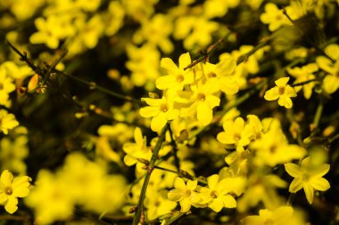 Minik sarı çiçek, Jasminum nudiflorum, kış yasemini. 
