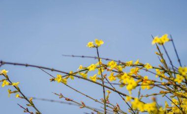 Minik sarı çiçek, Jasminum nudiflorum, kış yasemini. 