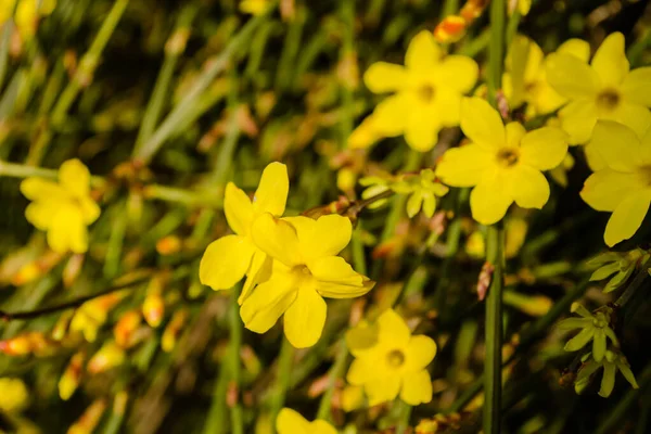 Minik sarı çiçek, Jasminum nudiflorum, kış yasemini. 