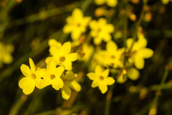 Μικρά Κίτρινα Ανθισμένα Λουλούδια Jasminum Nudiflorum Χειμωνιάτικο Γιασεμί — Φωτογραφία Αρχείου