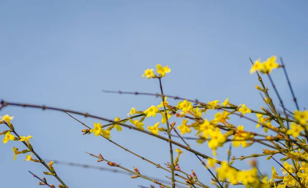 Minik sarı çiçek, Jasminum nudiflorum, kış yasemini. 