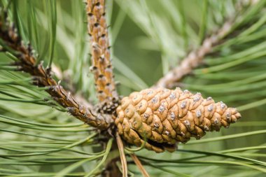 Baharda kozalaklı çam ağacı dalı