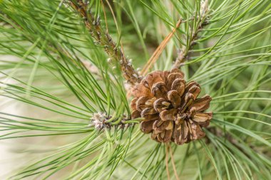 Baharda kozalaklı çam ağacı dalı