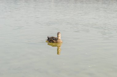 Doğal ortamlarında vahşi ördekler 