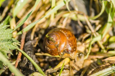 Nehir salyangozu kabuğu ıslak çimlerde 
