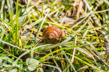 Nehir salyangozu kabuğu ıslak çimlerde 
