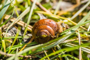 Nehir salyangozu kabuğu ıslak çimlerde 