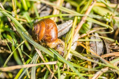 Nehir salyangozu kabuğu ıslak çimlerde 