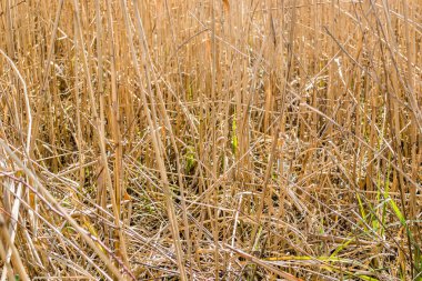 Kurumuş, sarı bir baston sapı. Petrovaradin, Novi Sad, Voyvodina, Sırbistan.