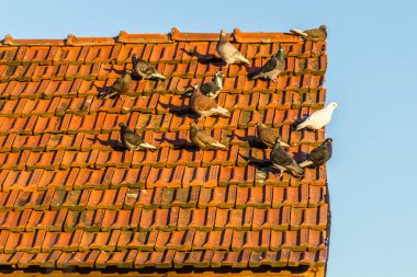 Harap olmuş çatı kiremitlerinde bir güvercin sürüsü 