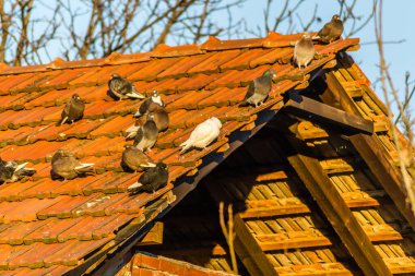 Harap olmuş çatı kiremitlerinde bir güvercin sürüsü 