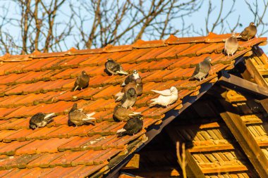 Harap olmuş çatı kiremitlerinde bir güvercin sürüsü 