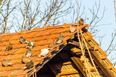 Harap olmuş çatı kiremitlerinde bir güvercin sürüsü 