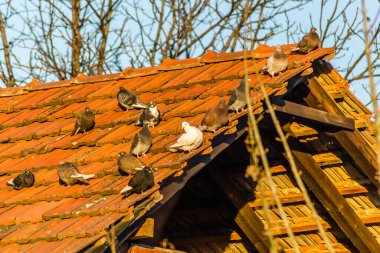 Harap olmuş çatı kiremitlerinde bir güvercin sürüsü 