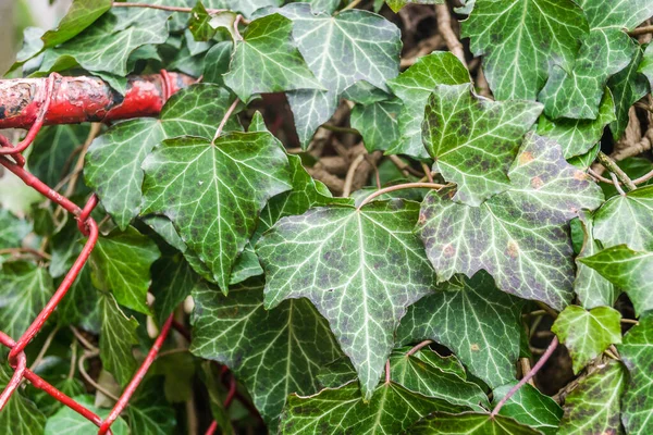 Una Vid Retorcida Hiedra Con Hojas Verdes Frescas Sobre Una — Foto de Stock