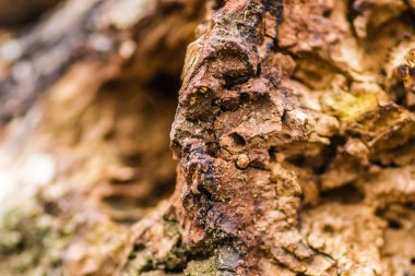 Kırık bir ağaç kütüğünün yaprak döken ormandaki dokusu. Doğal ekolojik dekorasyonlar. Organik dekor.