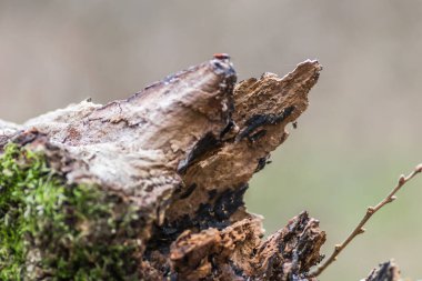 Kırık bir ağaç kütüğünün yaprak döken ormandaki dokusu. Doğal ekolojik dekorasyonlar. Organik dekor.
