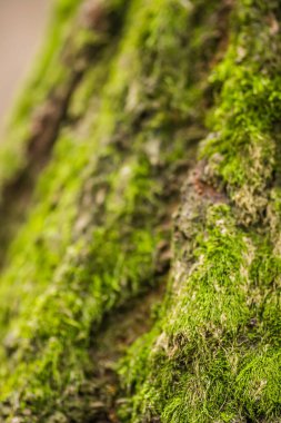 Kırık bir ağaç kütüğünün yaprak döken ormandaki dokusu. Eski bir kütüğün yüzeyindeki güzel yosunsu görüntüler. Yeşil yosun içinde devrilmiş yaşlı ağaç kütüğü. Yeşil arkaplan. 