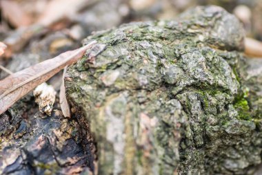 Kırık bir ağaç kütüğünün yaprak döken ormandaki dokusu. Doğal ekolojik dekorasyonlar. Organik dekor.