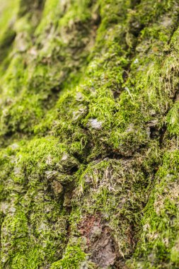 Kırık bir ağaç kütüğünün yaprak döken ormandaki dokusu. Eski bir kütüğün yüzeyindeki güzel yosunsu görüntüler. Yeşil yosun içinde devrilmiş yaşlı ağaç kütüğü. Yeşil arkaplan. 