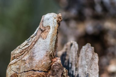 Kırık bir ağaç kütüğünün yaprak döken ormandaki dokusu. Doğal ekolojik dekorasyonlar. Organik dekor.