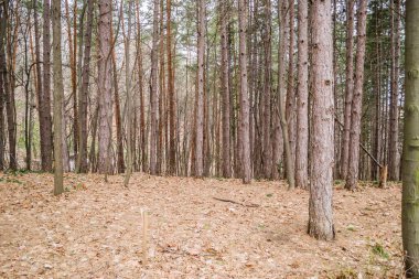 Novi Sad kasabası yakınlarındaki Fruska Gora dağındaki yaprak döken orman. Yılın kış döneminde ormanın manzarası.. 