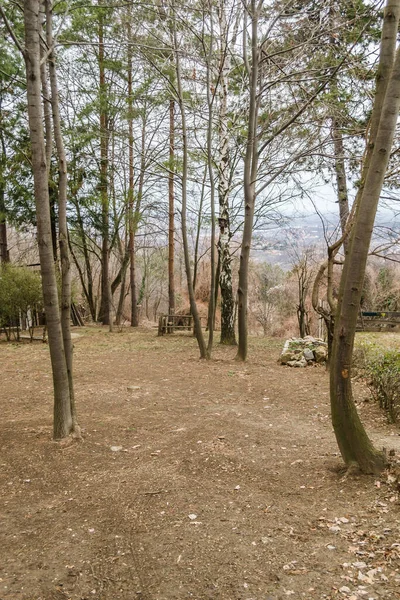 Deciduous forest on the mountain Fruska Gora near the town of Novi Sad. Panorama of the forest in the winter period of the year.