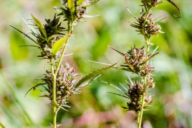 Marihuana bitkisi, kenevir, doğal ortamında. Marihuana bitkisi - Kenevir sativası. Marihuana birincil psikoaktif madde THC (tetrahydrocannabinol) ve çeşitli diğer kanabinoidleri içerir..