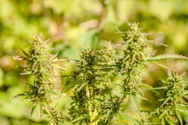 Marihuana bitkisi, kenevir, doğal ortamında. Marihuana bitkisi - Kenevir sativası. Marihuana birincil psikoaktif madde THC (tetrahydrocannabinol) ve çeşitli diğer kanabinoidleri içerir..