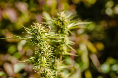 Marihuana bitkisi, kenevir, doğal ortamında. Marihuana bitkisi - Kenevir sativası. Marihuana birincil psikoaktif madde THC (tetrahydrocannabinol) ve çeşitli diğer kanabinoidleri içerir..