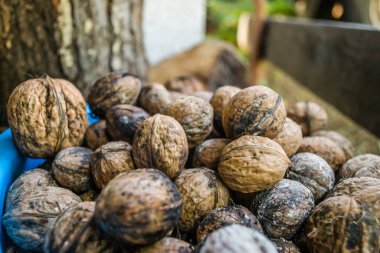 Ceviz bitkisinin olgun meyvelerini topladım. 