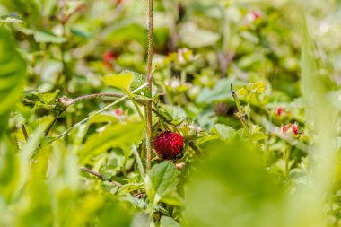 Vahşi orman çileklerinin olgun meyveleri.