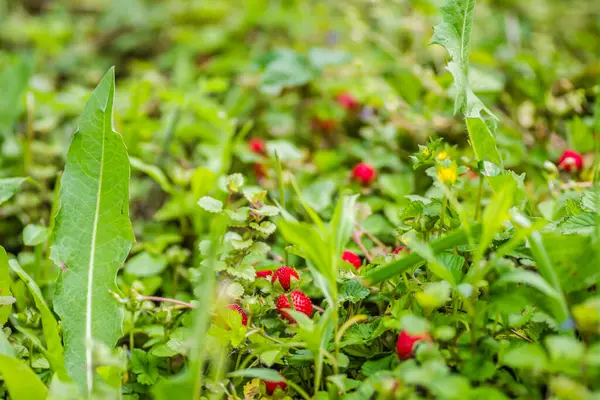 Reife Früchte Von Walderdbeeren — Stockfoto