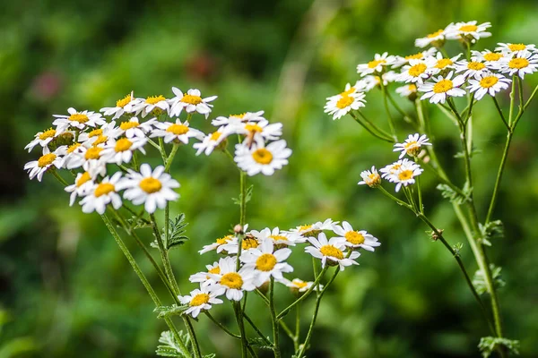 Kamomill Blommor Solig Äng — Stockfoto