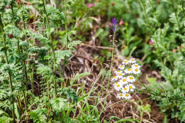 Kamomill Blommor Solig Äng — Stockfoto