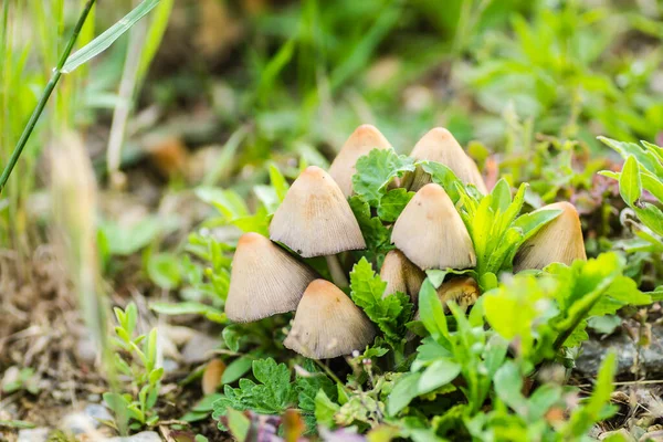 Muitos Cogumelos Selvagens Minúsculos Floresta — Fotografia de Stock