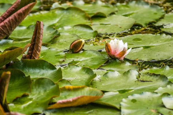 Leaves and blooming flowers of the bar water lily