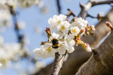 Novi Sad, Voyvodina, Sırbistan 'da güneşli bir Nisan Günü. Beyaz çiçek açan kiraz çiçeklerinin tozlaşması üzerine yaban arısı. 