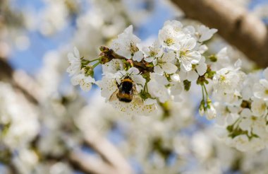 Novi Sad, Voyvodina, Sırbistan 'da güneşli bir Nisan Günü. Beyaz çiçek açan kiraz çiçeklerinin tozlaşması üzerine yaban arısı. 