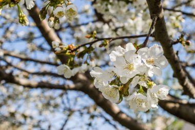 Özel bir bahçede kiraz çiçekleri açan beyaz dallar.. 