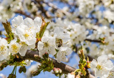 Özel bir bahçede kiraz çiçekleri açan beyaz dallar.. 